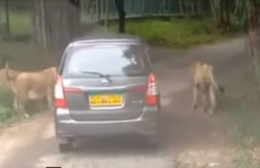 Lions attacks on safari vehicles, Bengaluru, Bannerghatta National Park, Lion, lion attack, safari, jansatta