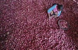 जुकाम, स्किन, नींद, बालों की दिक्कतों को दूर करता है प्याज, ये हैं कई चौंकाने वाले फायदे