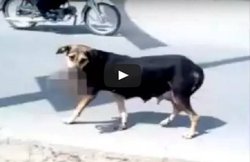 पाकिस्तान का हैरान कर देने वाला Video, देखिए कुत्ता मुंह में क्या दबाकर ले जा रहा है