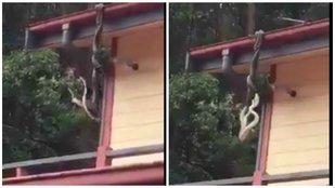 Pythons Fighting, Python, Australia, Fighting between python, ajab gajab, amazing facts, jansatta