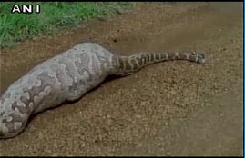 अजगर, 20 फीट लंबा अजगर, नीलगाय, जूनागढ़, गुजरात, गिरनार वन्यजीव अभ्यारण्य, वन विभाग, सहायक वन संरक्षक, एस डी तिलाला,