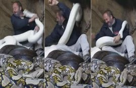 python, snake, python attack man