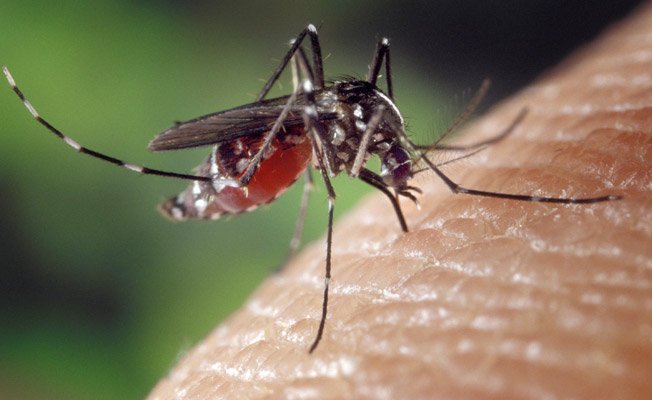 Dengue को पीछे छोड़ 2600 से ज्यादा संख्या पर पहुंचे चिकनगुनिया के मरीज