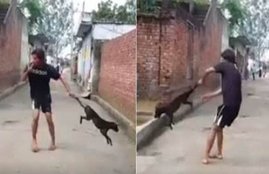 man tortures dog, god drutally beaten, dog tortured by ma
