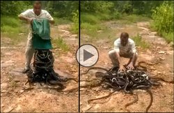 VIDEO: देखिए जब पिटारे से निकाले एक साथ 285 सांप, देखने वाले भी रह गए हैरान