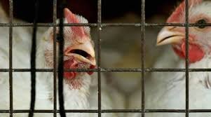japan bird flu, bird flu in japan, bird flu japan, bird flu news, bird flu japan news, japan latest news