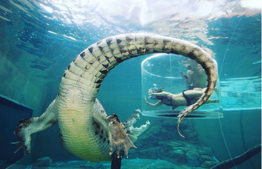 एक सेशन 15 मिनट का होता है और इसमें एक साथ दो से ज्यादा लोग नहीं जा सकते। (Photo: Crocosaurus Cove/Instagram)