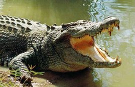 Vadodara, Crocodile, Seven Feet Long Crocodile, Laxmi Vilas Palace Lawn, Vishvamitra River, Reptile Found in Vishvamitra River, Crocodiles in Vishvamitra River