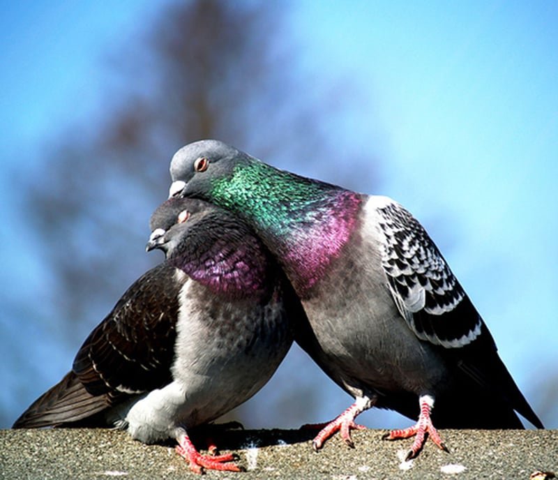 Pakistani spy pigeon,The proof, RAW, ISI, Roger Binny, Ghutarghoon Khan, Uri Attack, Surgical strike,Narendra Modi, Barack Obama, Ishant sharma