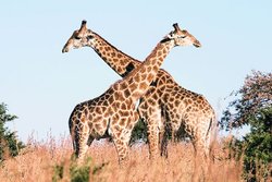 जानकारी: विचित्र जीव