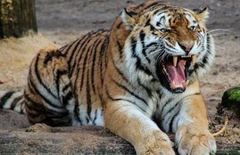 Uttrakhand Government, Harish Rawat Government, 44 days long Hunting Campaign, One Man-eater Tigress, Predator, sugarcane tigress, Uttarakhand Government Spends 44 Days And Rs 75 to kill tigress, Dehradun, Big Cats, Conflict Between Big Cats and Human,
