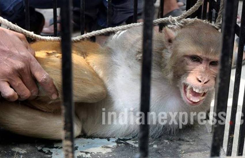 Nagaland Cops Cook Cat Langur, Nagaland Culture Cook Cat Meat, Delhi State Animal Welfare Board, Food Safety and Standards Authority Nagaland Cops Cook Cat Langur, Nagaland Culture Cook Cat Meat, Delhi State Animal Welfare Board, Food Safety and Standards Authority