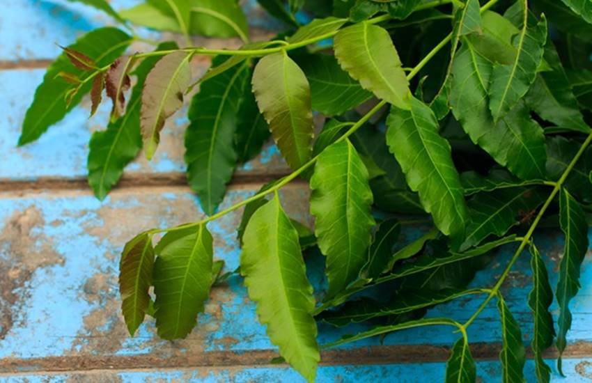 Neem, neem juice, neem juice for health, side effects of neem juice, neem juice harms, neem juice harmful for sex life, sex, sex life, health life, health news,
