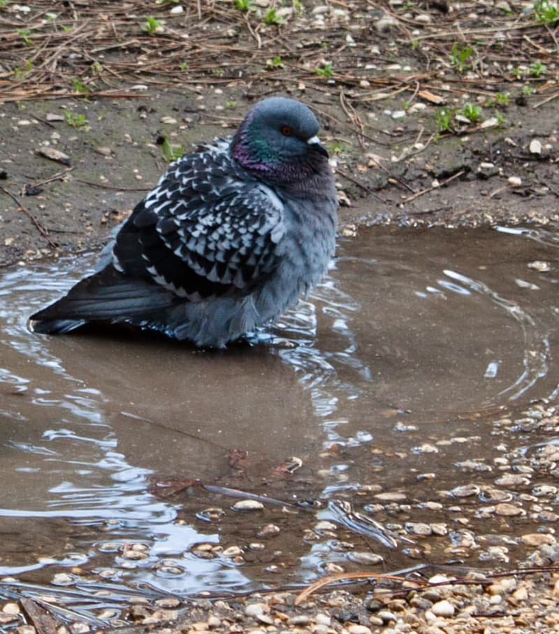 Pakistani spy pigeon,The proof, RAW, ISI, Roger Binny, Ghutarghoon Khan, Uri Attack, Surgical strike,Narendra Modi, Barack Obama, Ishant sharma