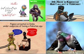 Pigeons, Spy Pigeons, Pigeons Strike, Pigeons for Modi, Narendra Modi, Surgical strike, indian army, pakistan twitter, Funny tweets, India pakistan war, social media, viral post, jansatta
