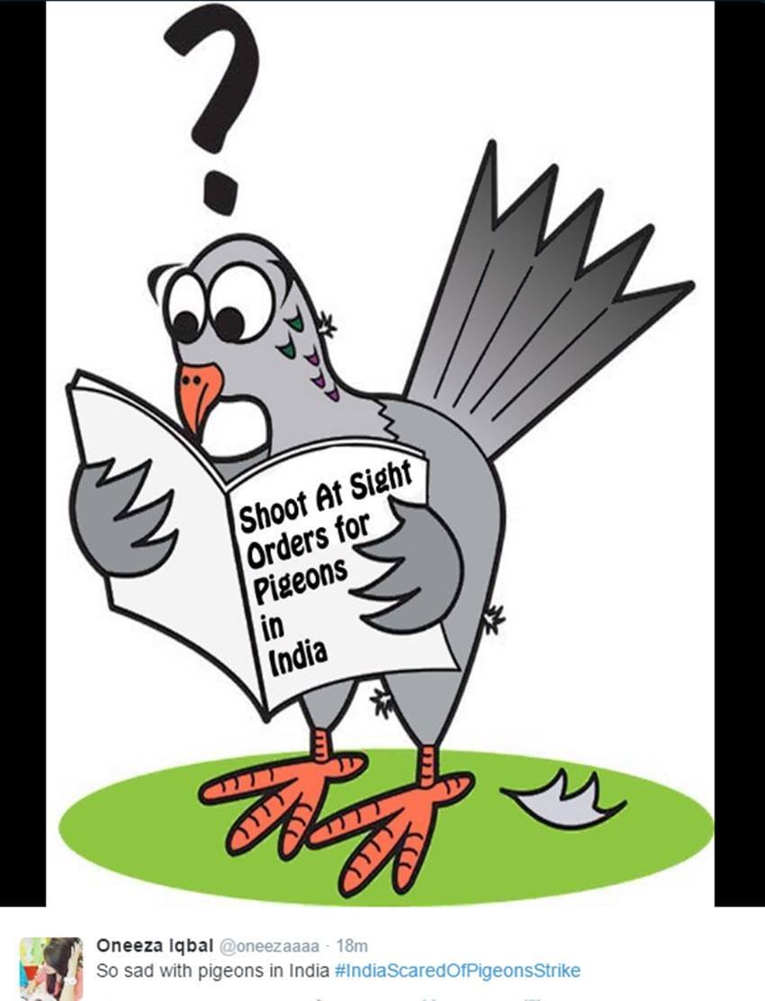 Pigeons, Spy Pigeons, Pigeons Strike, Pigeons for Modi, Narendra Modi, Surgical strike, indian army, pakistan twitter, Funny tweets, India pakistan war, social media, viral post, jansatta