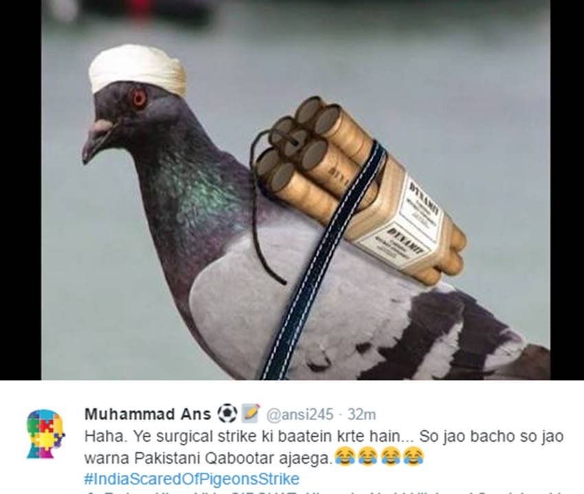 Pigeons, Spy Pigeons, Pigeons Strike, Pigeons for Modi, Narendra Modi, Surgical strike, indian army, pakistan twitter, Funny tweets, India pakistan war, social media, viral post, jansatta