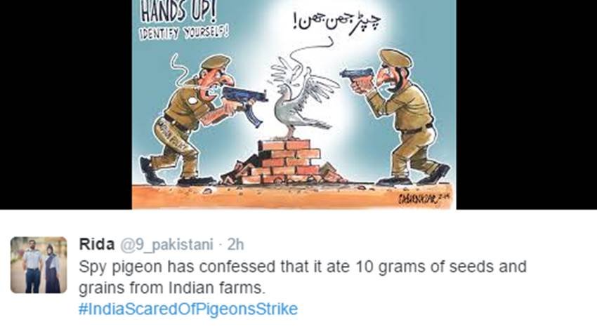 Pigeons, Spy Pigeons, Pigeons Strike, Pigeons for Modi, Narendra Modi, Surgical strike, indian army, pakistan twitter, Funny tweets, India pakistan war, social media, viral post, jansatta