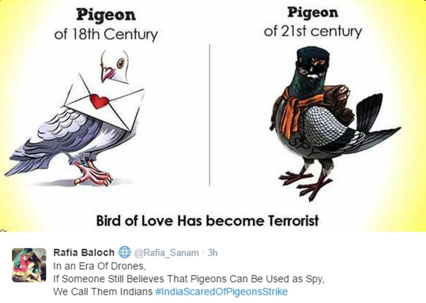 Pigeons, Spy Pigeons, Pigeons Strike, Pigeons for Modi, Narendra Modi, Surgical strike, indian army, pakistan twitter, Funny tweets, India pakistan war, social media, viral post, jansatta