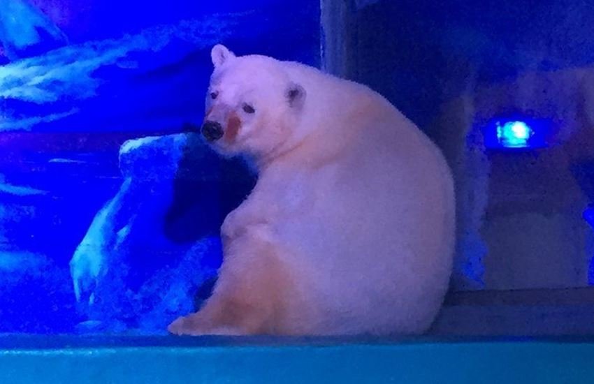 Pizza, Polar Bear, Guangzhou, southern Chinese city Zoo, Animal exhibition, Global Campaign for Polar Bear, Qin Xiaona, Beijing-based Capital Animal Welfare Association, Governor Zhu Xiaodan