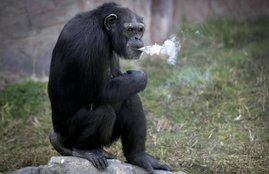 Chimpanzee, Cigarette, Pyongyang's Zoo, Azalea, Chain Smoking, Chimpanzee Smoking, Funny Chimpanzee, Dallae, Wild Life, Smoking animal, World, Jansatta