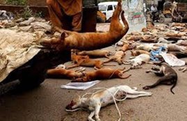 Kerala, Varkala, Spray Dogs, Man Killed by Spray Dogs, Ragavan Killed By Spray Dogs, Social Activist Jose Malveli, Senior Citizen Killed By Stray Dogs In Kerala, Locals killed 90 Dogs in a Single Day, issue of Spray Dogs in Kolkata