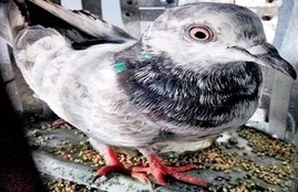 PM Modi, Spy Pigeon, Jaesh-e-Mohammad, Punjab Police, Spy Pigeon's Wings clipped, x-Ray Report of Spy Pigeon, Home Ministry of India