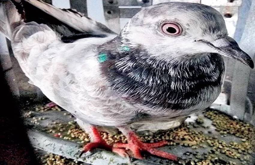 PM Modi, Spy Pigeon, Jaesh-e-Mohammad, Punjab Police, Spy Pigeon's Wings clipped, x-Ray Report of Spy Pigeon, Home Ministry of India