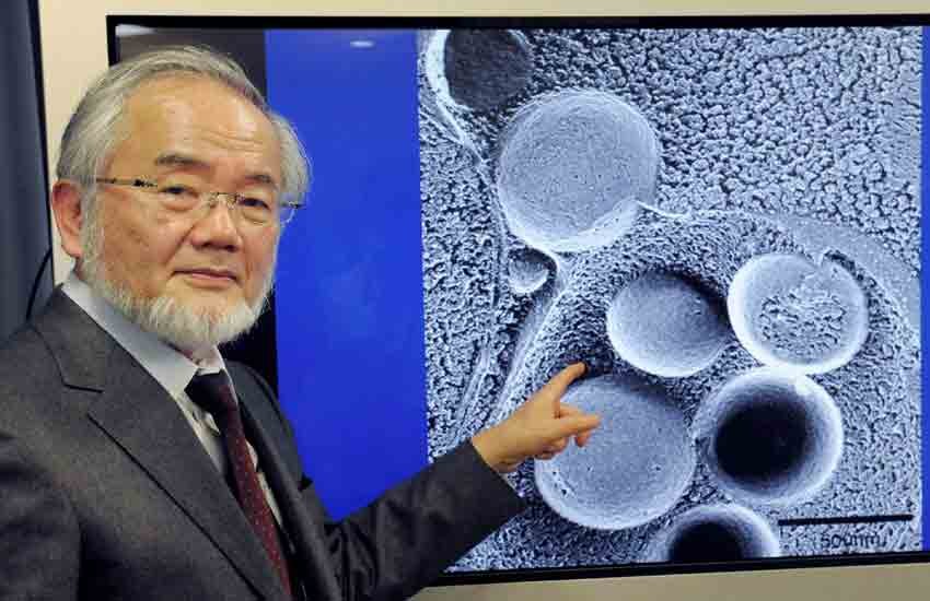 Nobel prize medicine, Japan Yoshinori Ohsumi, Nobel Yoshinori Ohsumi, medicine Nobel prize 2016, Nobel prize Winner 2016