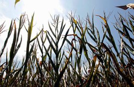 NASA, Air clean, air clean plant, air clean way, plants, air cleaning plant according to nasa, health tips, how to, how to clean air, health news