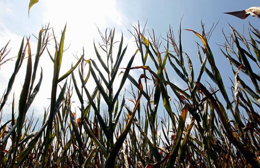 NASA, Air clean, air clean plant, air clean way, plants, air cleaning plant according to nasa, health tips, how to, how to clean air, health news