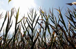 नासा के अनुसार, ये हैं वो पौधे जो करते हैं घर की हवा शुद्ध