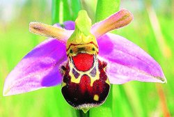 जानकारी: मधुमक्खी है या फूल