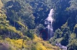 Video में कैद हुआ जंगल में घूमता ‘महादानव’, लोग नहीं कर पा रहे यकीन