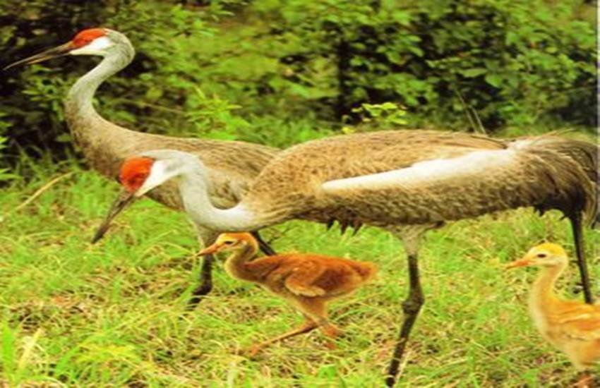 लाल रंग की कलगी वाले सारसों के अंडों से निकले 60 बच्चे