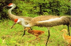 लाल रंग की कलगी वाले सारसों के अंडों से निकले 60 बच्चे