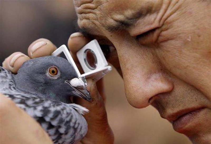 Pakistani spy pigeon,The proof, RAW, ISI, Roger Binny, Ghutarghoon Khan, Uri Attack, Surgical strike,Narendra Modi, Barack Obama, Ishant sharma