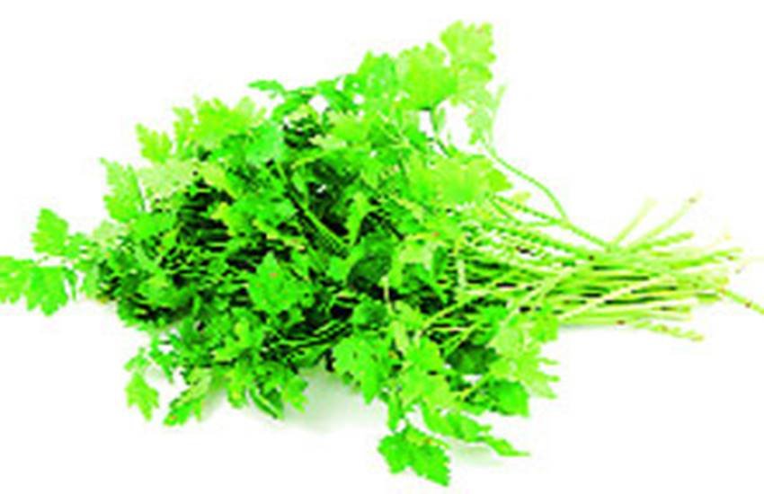 benefits of Coriander, Coriander, Coriander leaves, benefits of Coriander leaves, hara dhaniya, dhaniya, benefits of dhaniya, dhaniya ke fayde, dhaniya for health, health news, health tips