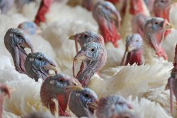 संपादकीयः फिर फ्लू