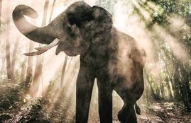 goregaon film city, elephant die, photoshhot elephant die, mumbai elephant die, indian express news, india news, mumbai news, female elephnat dead