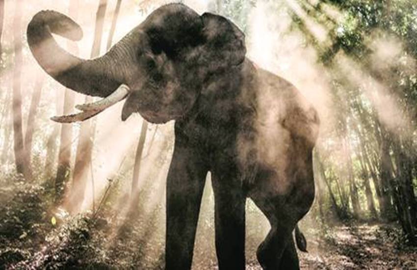 goregaon film city, elephant die, photoshhot elephant die, mumbai elephant die, indian express news, india news, mumbai news, female elephnat dead