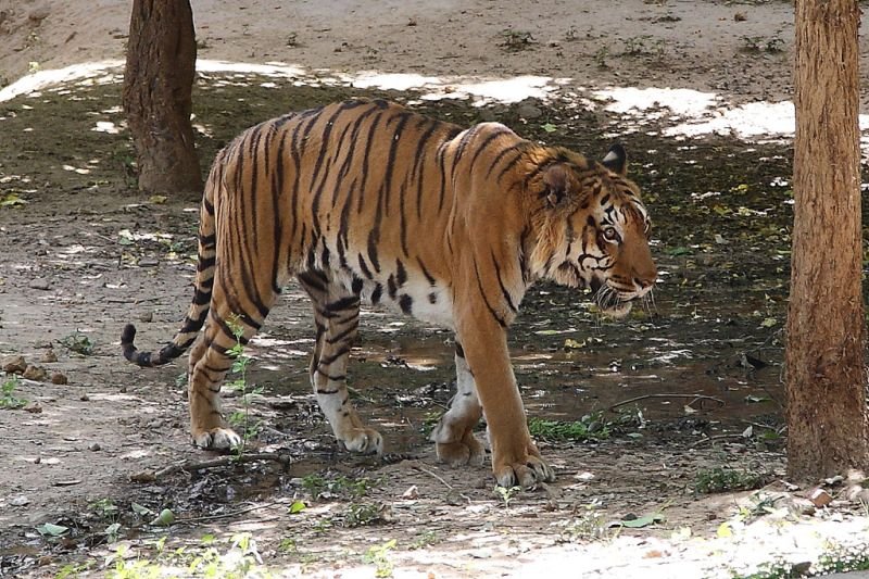 बंद हुआ ग्वालियर का चिड़ियाघर
