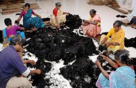 तिरुपति बालाजी में चढ़ाे गए बाल (फाइल फोटो)