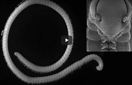 Insects, Virginia Tech, Spain, wired news, wired news in hindi, hindi wired news, Insect have FOUR penises