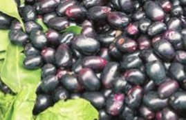 jaamun, black plum, blackberry of india, benefits of black plum, benefits of jaamun, Jaamun ke Fayde, jaamun for diabetes, health tips, health news