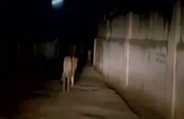 lions on road, lions walking on road video, gujrat