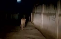 गुजरात की गली में कैसे खुले घूम रहे हैं शेर, देखिए Video