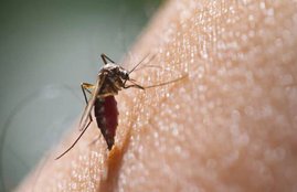 mosquito killer, mosquito protection in hindi, mosquito prevention in hindi, neem oil and coconut oil for mosquitoes, mixing neem oil for mosquito repellent, how to keep mosquitoes away, how to keep mosquitoes away from babies, home remedies to keep mosquitoes away from babies, best way to keep mosquitoes away from babies, neem oil recipe for mosquito repellent, health news in hindi, jansatta