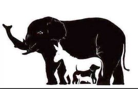 optical illusion, trending photo, How many animals