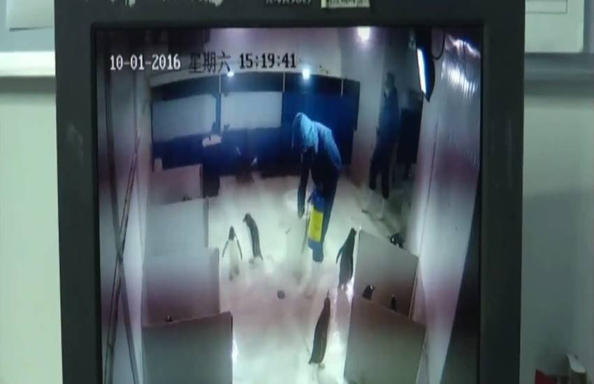 penguin undergoes surgery in China, penguin swallows pebble, surgery, hospital, operation